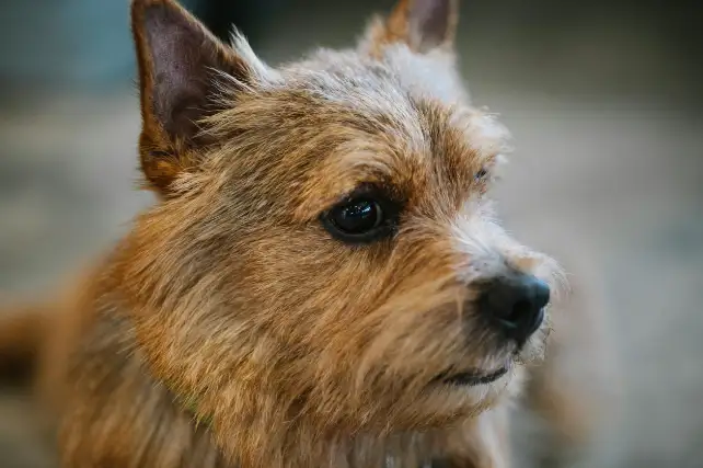 Small terrier after a tidy groom