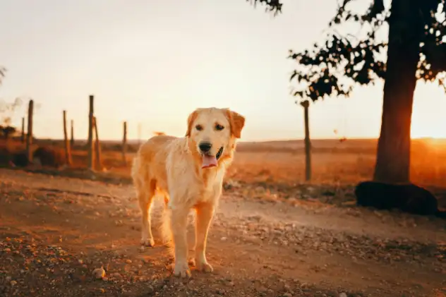 Golden retriever with trimmed coat