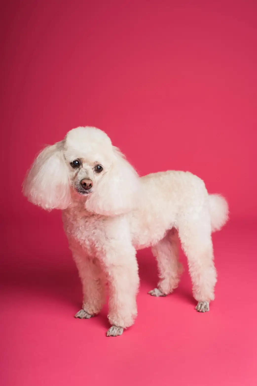 Poodle with classic clip