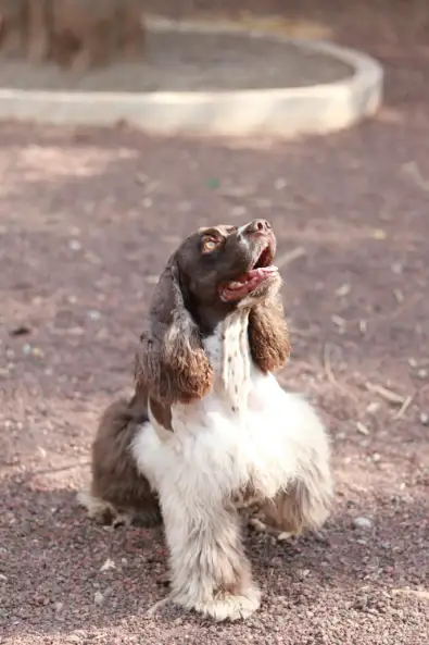 Spaniel after bath and brush